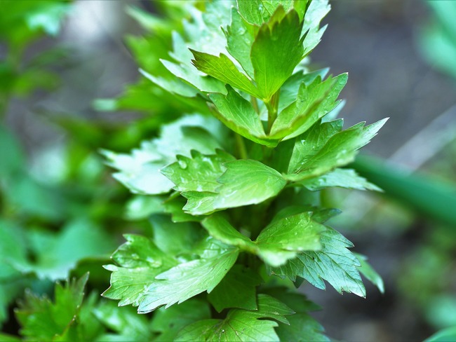 Légumes Perpétuels Bios: Livèche/Céleri perpétuel - PLANTES GOURMANDES Légumes Perpétuels Bios: Livèche/Céleri perpétuel - PLANTES GOURMANDES